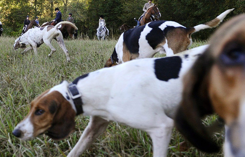 منظمات حقوق الحيوان تسعي لمراجعة “قانون صيد الكلاب” الجديد في أونتاريو لحماية الحياة البرية .. وتعلق هذه الرياضة غير إنسانية