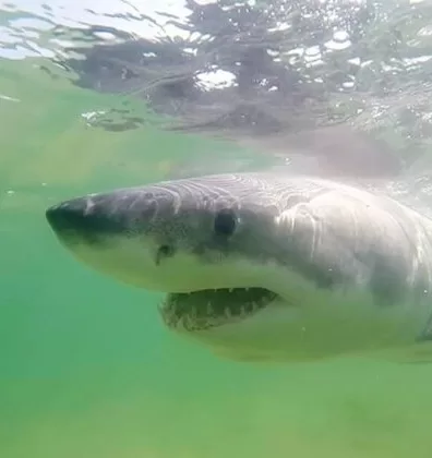 تصاعد حوادث التقاء أسماك القرش البيضاء الكبرى قبالة السواحل الكندية